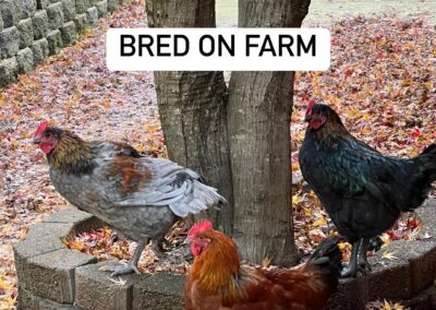 Chickens bred on Osher Farm