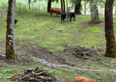 Cows at Osher Farm