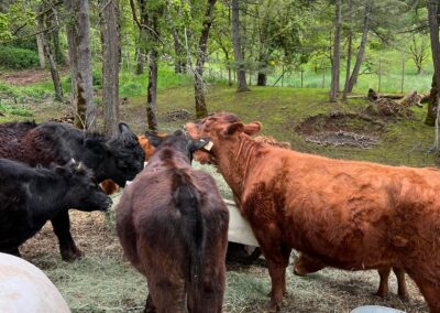 Cows getting social at Osher Farm