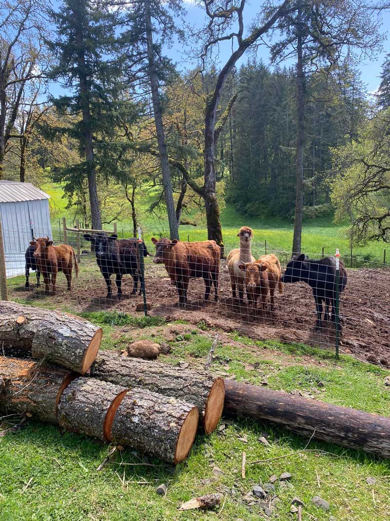 Farm animals at Osher Farms in Salem, OR