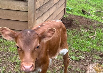 New calf at Osher Farm