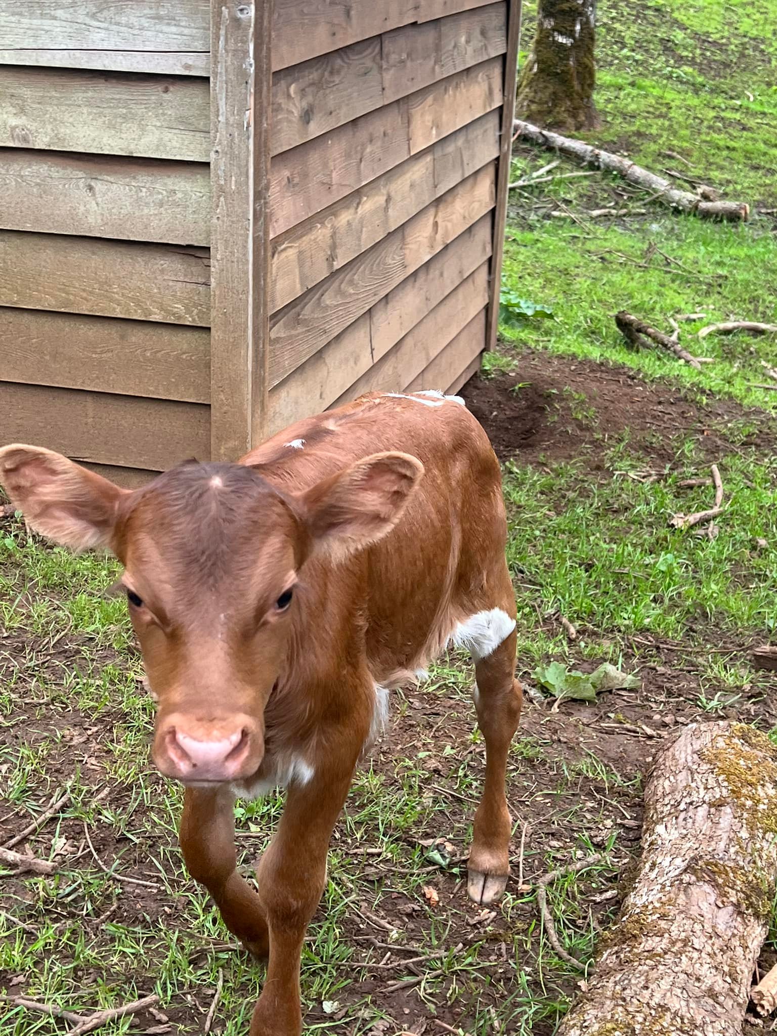 New calf at Osher Farm