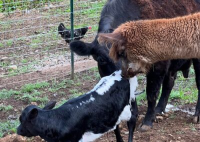 Oreo the new calf born at Osher Farm