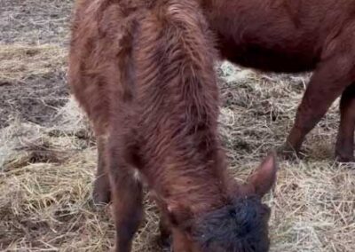 Oregon Longhorn Bull