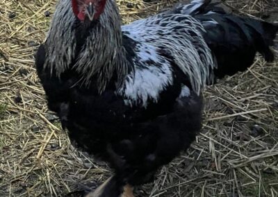 chicken at osher farm in salem, or