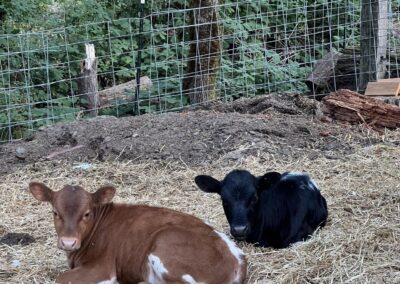 cows on osher farm