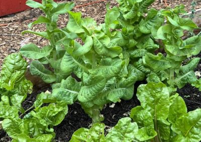 lettuce grown on osher farm