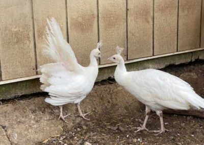 white peacocks