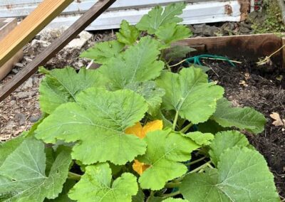 squash grown on osher farm