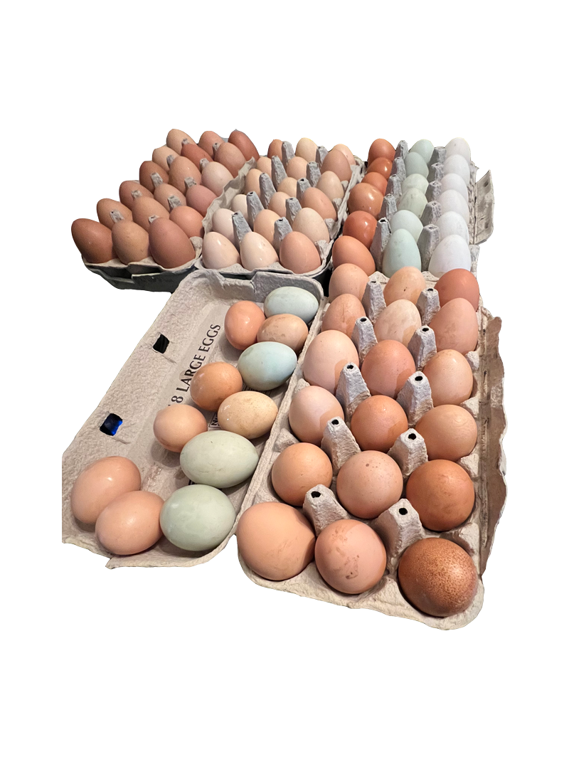 Farm-Fresh-Eggs-From-Osher-Farms-in-Salem,-OR